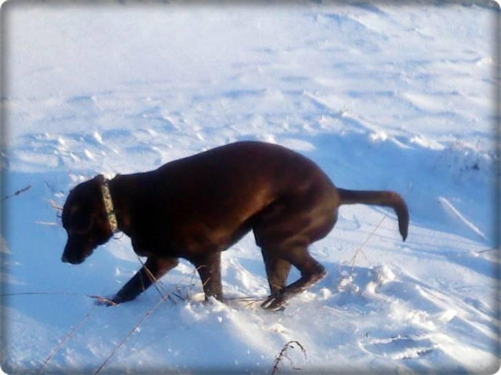 Blanding af racer charlie  - 24/12 2010- hvid juul! (-: billede 6