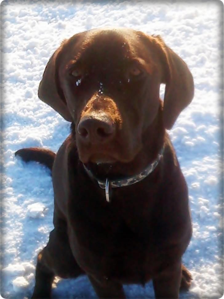 Blanding af racer charlie  billede 7