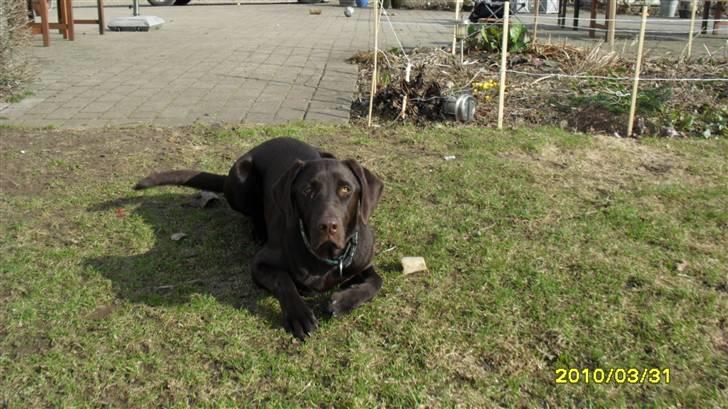 Blanding af racer charlie  - Charlie med nogle af sine søskeende :)  billede 8