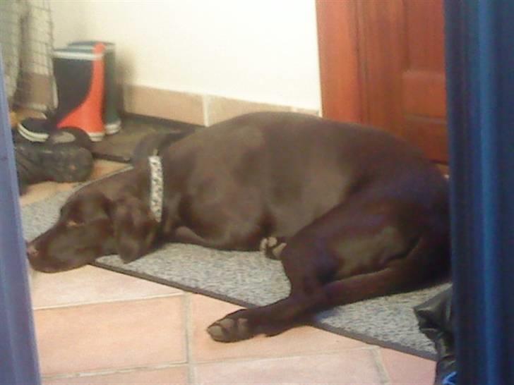 Blanding af racer charlie  billede 9