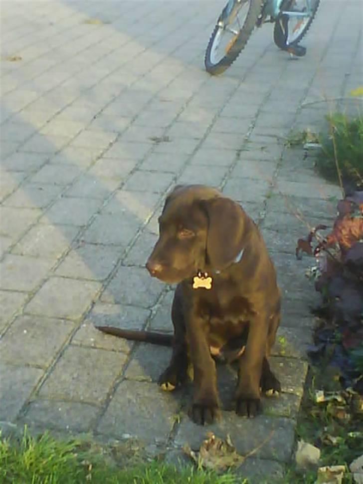 Blanding af racer charlie  billede 10