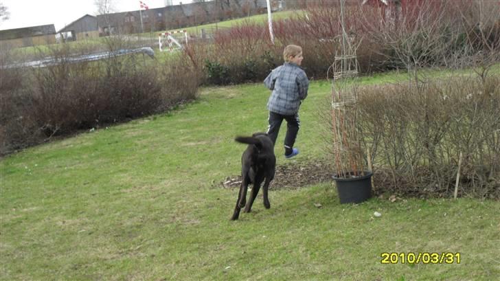 Blanding af racer charlie  billede 11