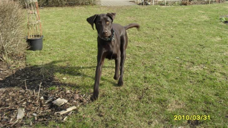 Blanding af racer charlie  billede 13