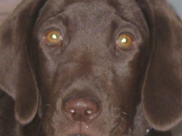 Blanding af racer charlie  - smukke øjne :* billede 14