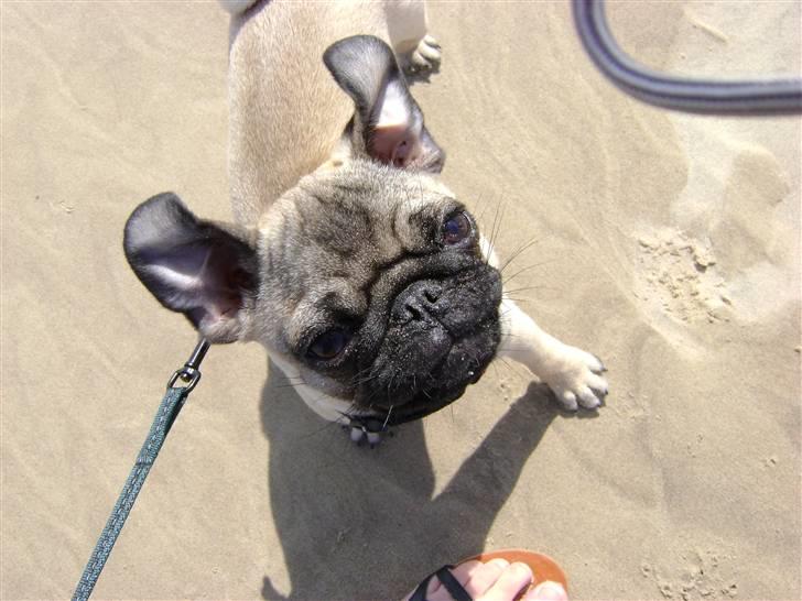 Mops Lukky  - Lukky med flyveøre på råbjergmilie i skagen  billede 14