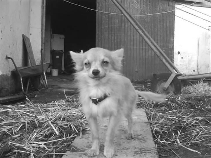 Chihuahua Daffy - hehe mus :P billede 12