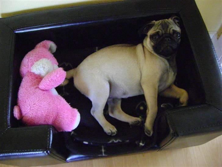 Mops Lukky  - lukky i hans nye fine seng  billede 15