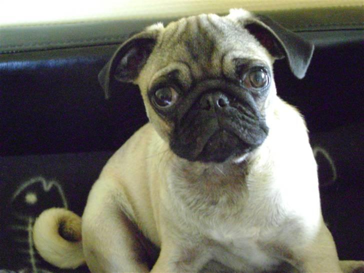 Mops Lukky  - lukky 19uger 2009 billede 16