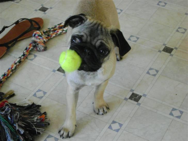 Mops Lukky  - lukky med hans ynglingsbold  billede 17