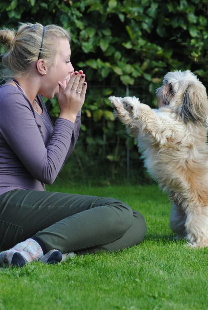 Shih tzu Taybes Laban - Sne billede :3 Foto; KNH - Foto. (Mig) billede 16