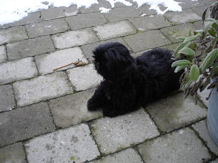 Shih tzu Taybes Coco|Solgt billede 14