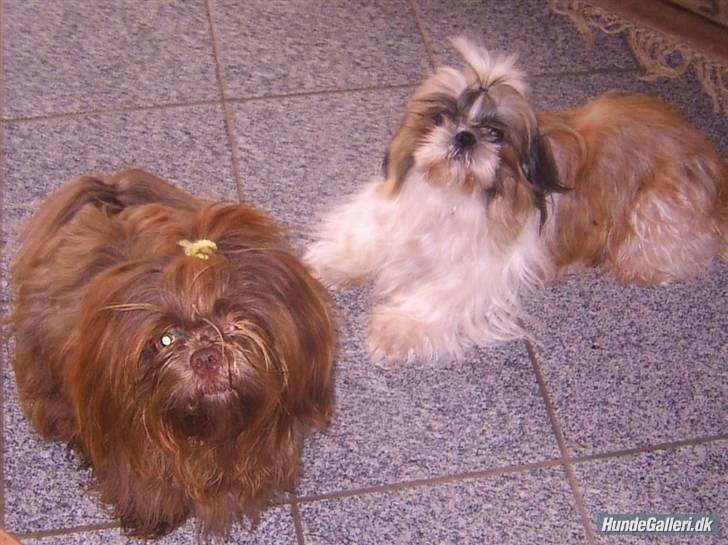 Shih tzu Ludwig. RIP ! billede 10