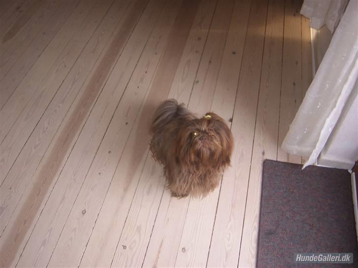Shih tzu Ludwig. RIP ! billede 11