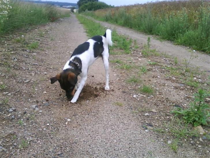 Dansk svensk gaardhund Bastian billede 20