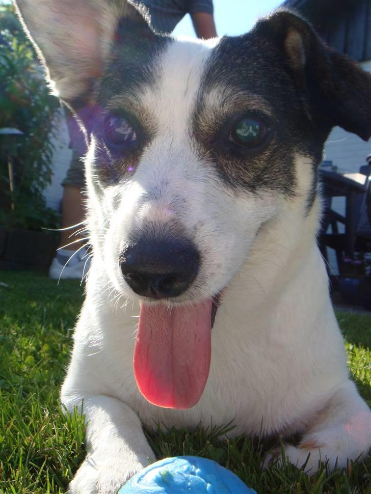 Blanding af racer Oscar billede 17