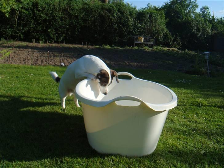 Blanding af racer Oscar billede 18