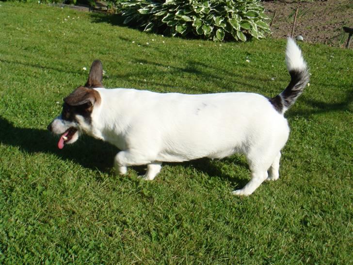 Blanding af racer Oscar billede 19