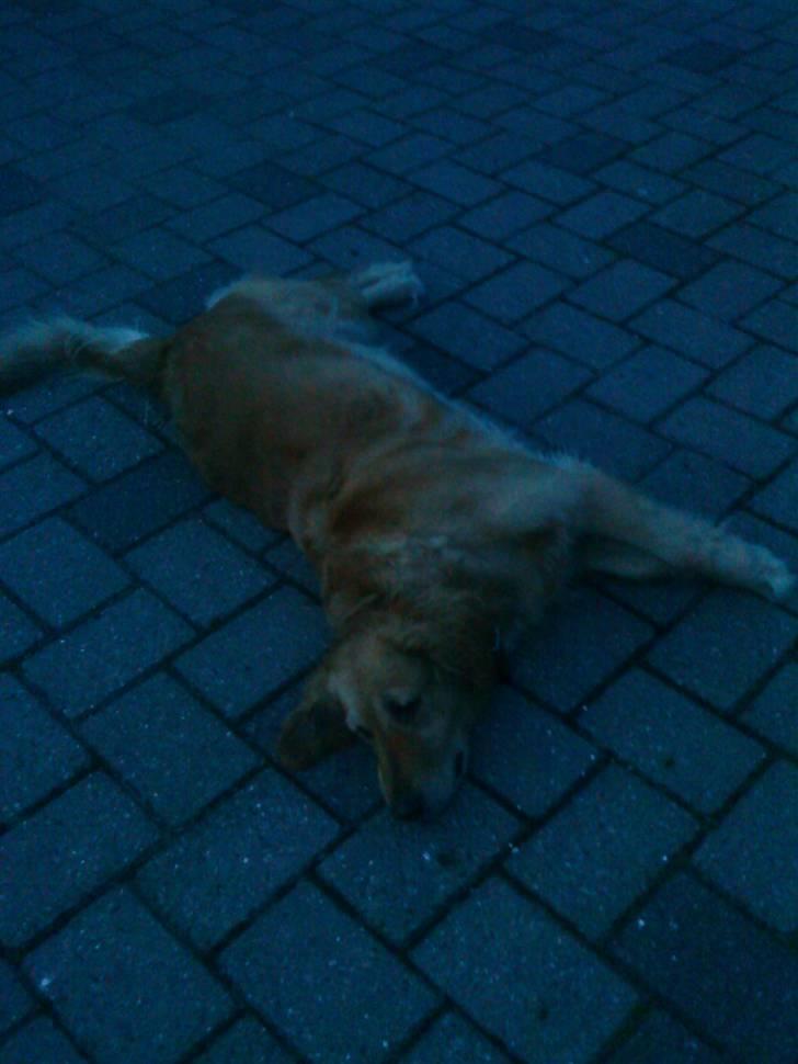 Golden retriever Chilli - Chili miin lille baby. <3 billede 15