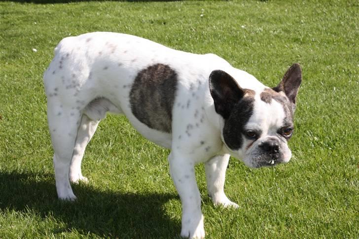 Fransk bulldog Enzo (død) - For jeg er for lækker lækker lækker lækker........lækker billede 12
