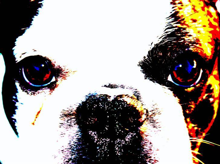 Fransk bulldog Enzo (død) - noget er vist gået galt.. men jeg er stadig lækker lækker lækker lækker lækker billede 16