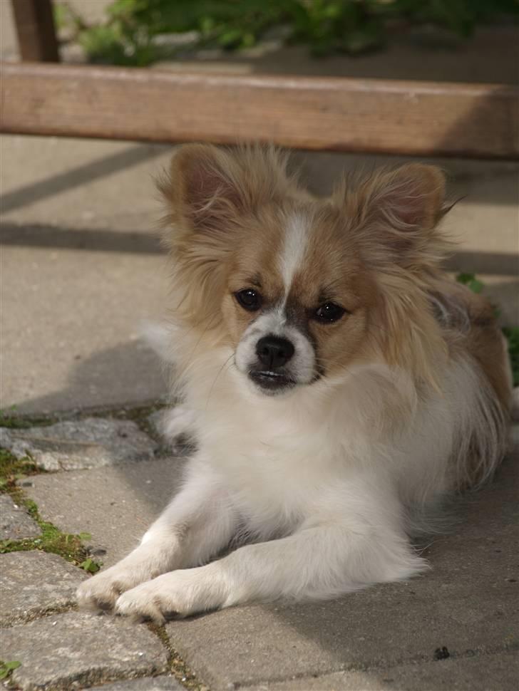 Papillon simba billede 18