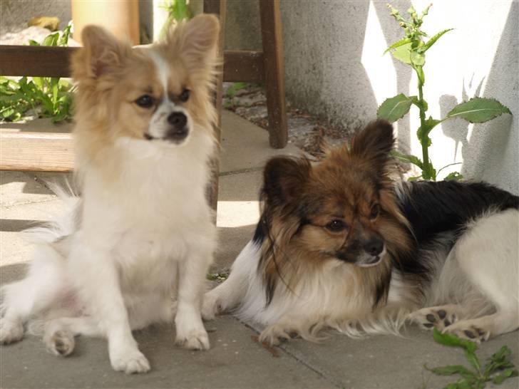 Papillon simba billede 19