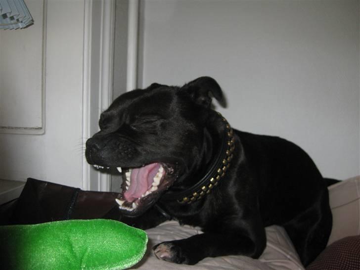 Staffordshire bull terrier Bandit - Min dejlige hund Bandit billede 1