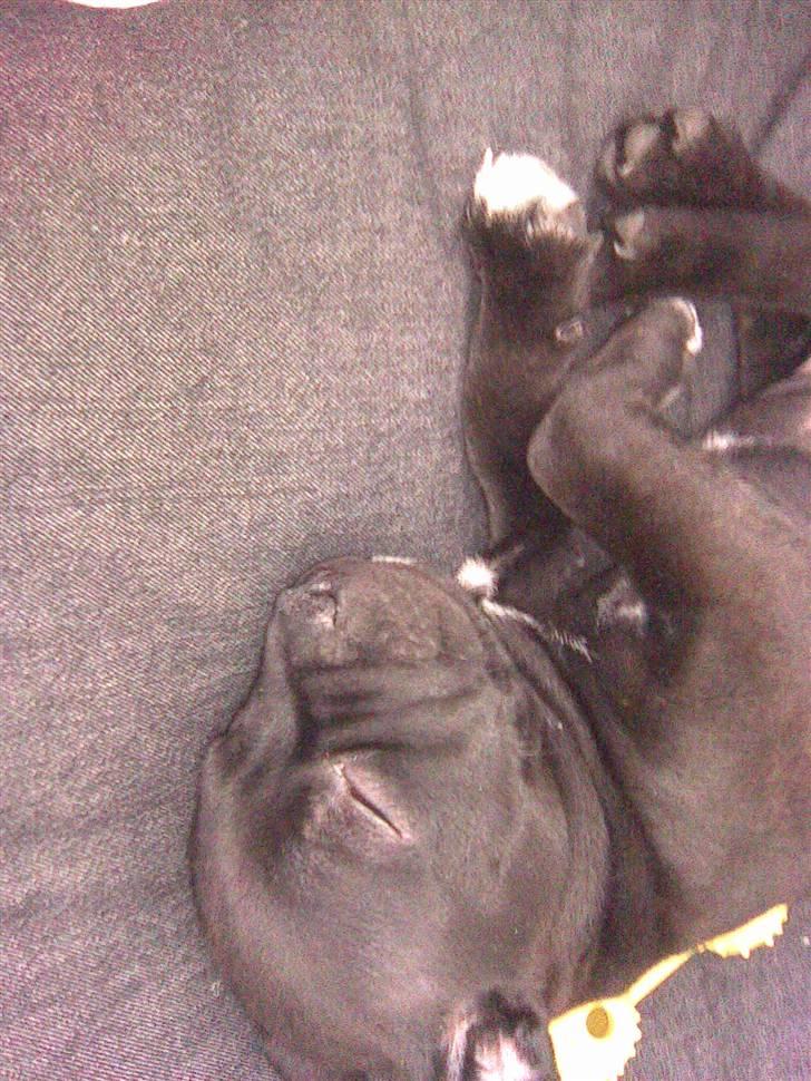 Staffordshire bull terrier Bandit - Min dejlige hund som hvalp billede 2