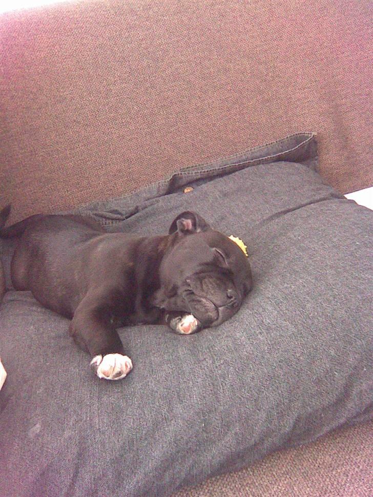 Staffordshire bull terrier Bandit - Min dejlige hund som hvalp billede 3