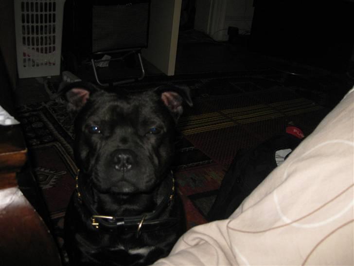 Staffordshire bull terrier Bandit - Bandit hjemme hor farfar billede 4