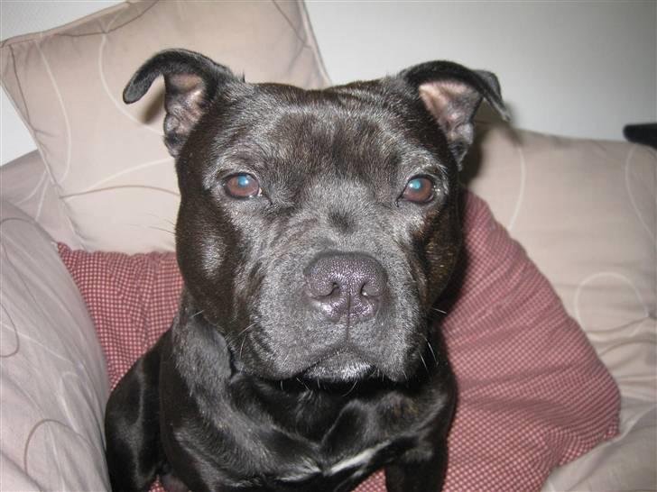 Staffordshire bull terrier Bandit - Bandit hjemme hor farfar billede 6