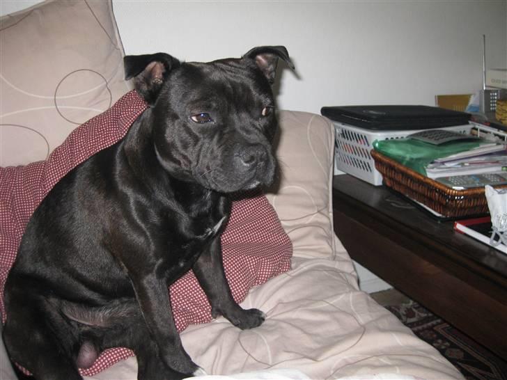 Staffordshire bull terrier Bandit - Bandit hjemme hor farfar billede 7
