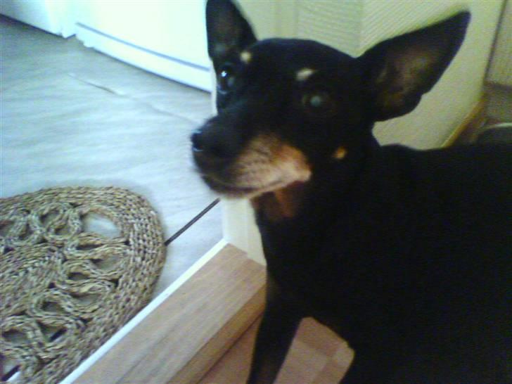 Dvaergpinscher Cooper *R.I.P* - Cooper har aldrig været glad for at man tog billeder af ham billede 1