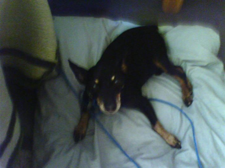 Dvaergpinscher Cooper *R.I.P* billede 2