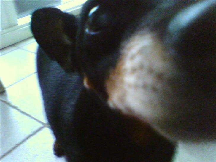 Dvaergpinscher Cooper *R.I.P* billede 3