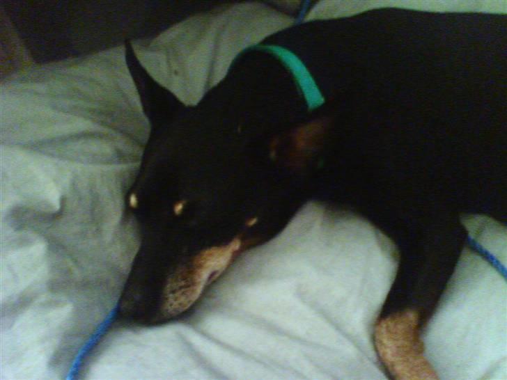 Dvaergpinscher Cooper *R.I.P* billede 4