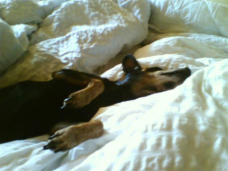 Dvaergpinscher Cooper *R.I.P* billede 5