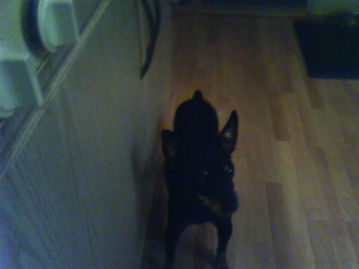 Dvaergpinscher Cooper *R.I.P* billede 6