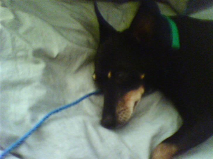 Dvaergpinscher Cooper *R.I.P* billede 7