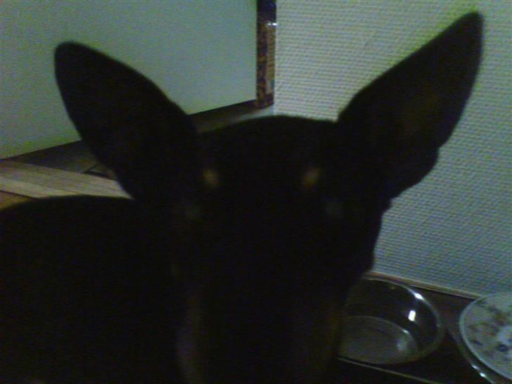 Dvaergpinscher Cooper *R.I.P* billede 8