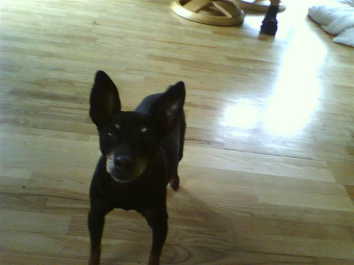 Dvaergpinscher Cooper *R.I.P* billede 9