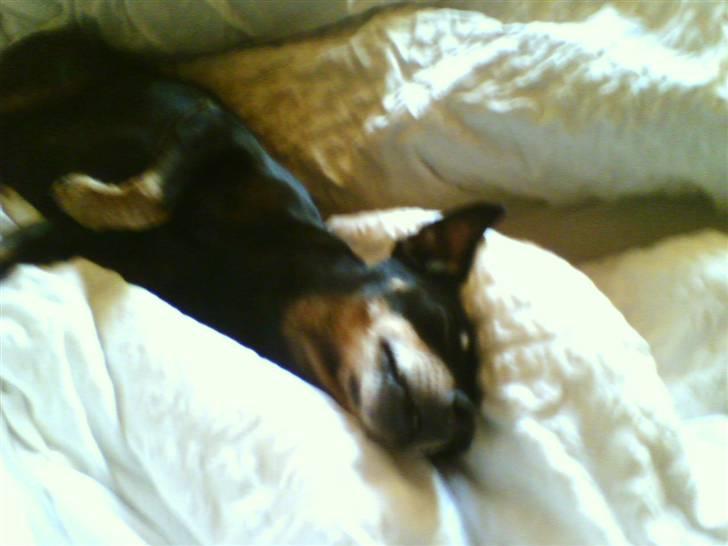 Dvaergpinscher Cooper *R.I.P* billede 10