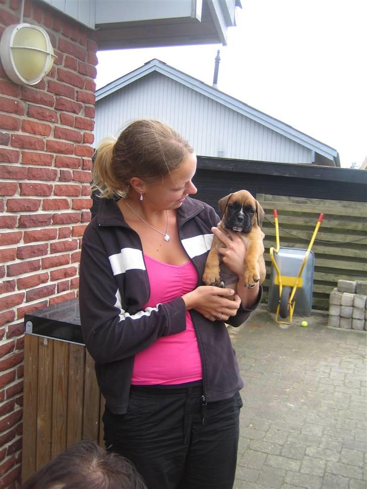 Boxer Rocko - 5 uger og 4 dage   Dagene går da bare langsom, havde lyst til at put ham i lommen og med hjem med det samme SS billede 4