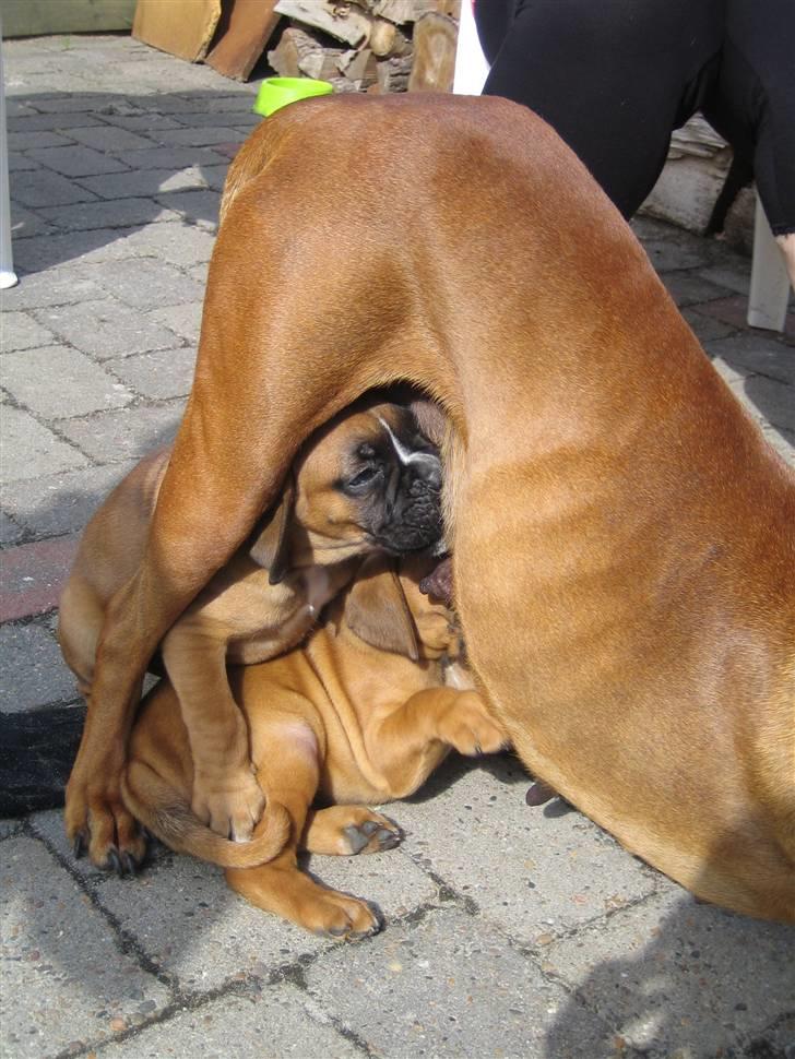 Boxer Rocko - 5 uger og 4 dage  Man kan jo godt lige spise, mens mor leger. billede 5