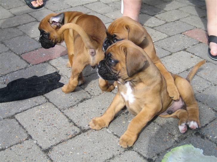 Boxer Rocko - 5 uger og 4 dage  Rocko længst til venstre. billede 6