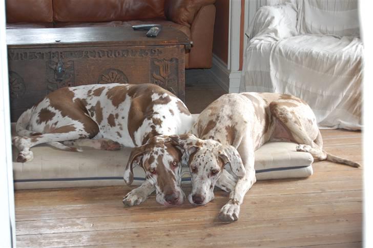 Grand danois Victor Himmelhund :-( (marts 2014) billede 1