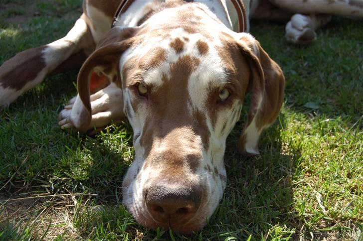 Grand danois Victor Himmelhund :-( (marts 2014) billede 2