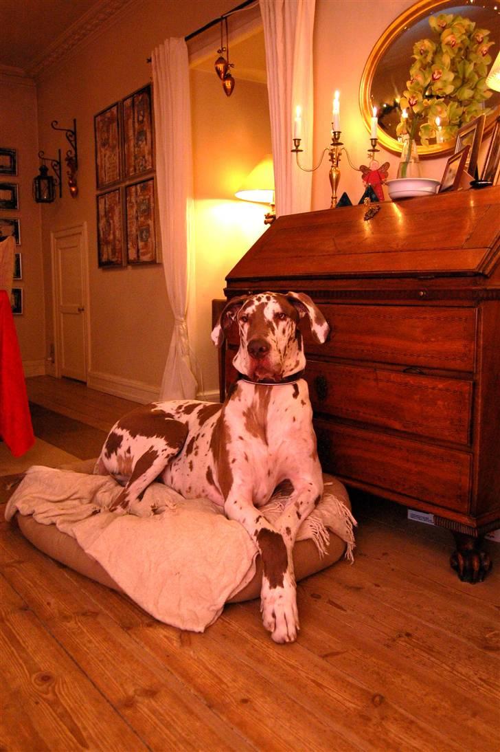 Grand danois Victor Himmelhund :-( (marts 2014) - juleaften 2009 billede 3