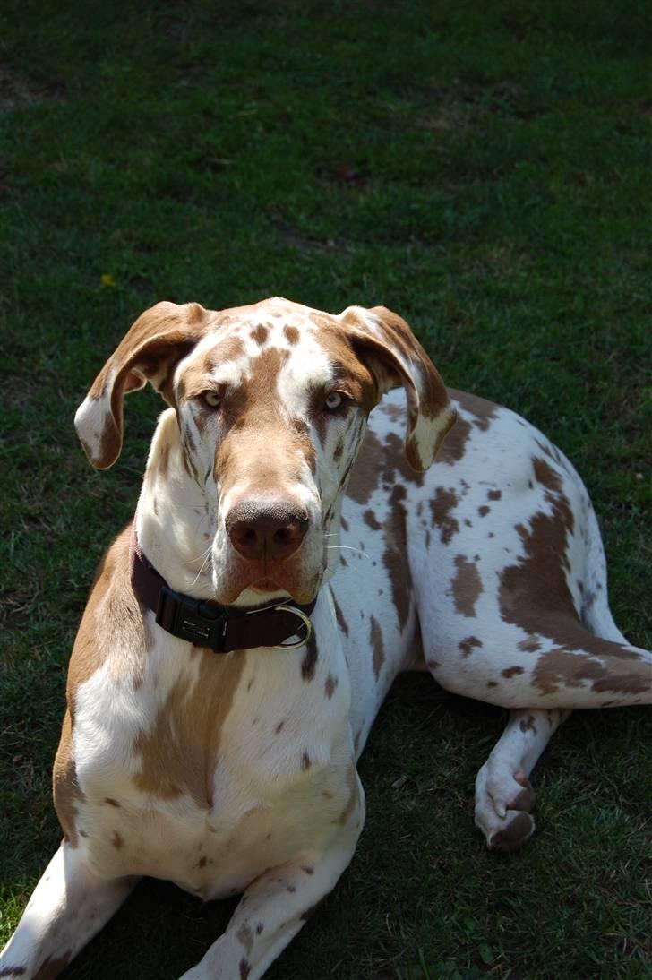 Grand danois Victor Himmelhund :-( (marts 2014) billede 4