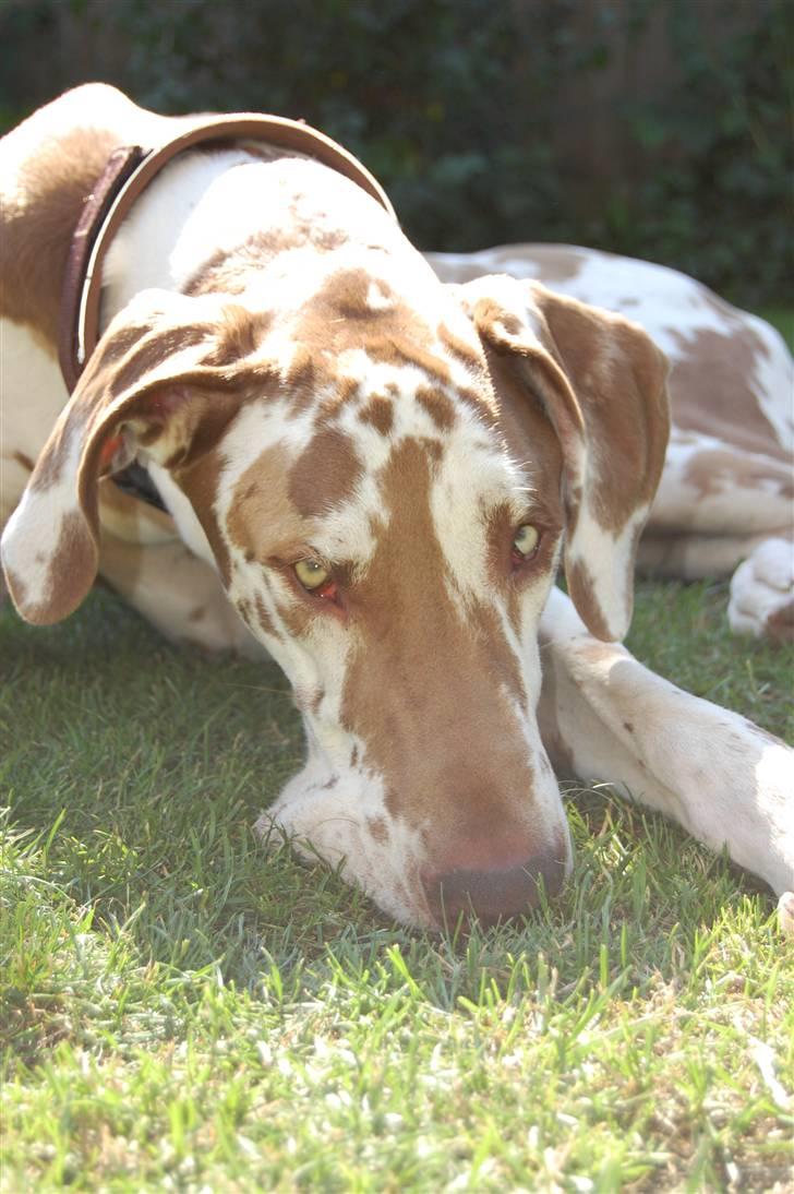 Grand danois Victor Himmelhund :-( (marts 2014) billede 5